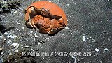 这种虾会将海星“圈养”，吃掉腕足后，等海星再生后又循环食用！