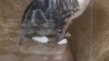猫：铲屎的，怎么不给我头上挤点沐浴露啊！