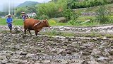 实拍科莫多巨蜥捕食落单野牛，手段极其残忍，过程你绝对想不到！