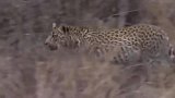动物世界：豹子攻击疣猪角马斑马(1)