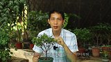 夏季养杜鹃花，不想让它出现这种问题的发生，就要避开这3个件事