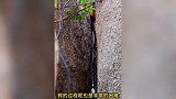 女子登山时听到凄惨哀鸣，顺声音寻找发现羊被卡崖缝，大哥冒风险救援