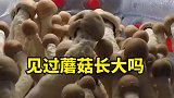 你知道蘑菇是怎么长大的吗？