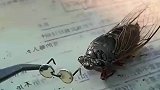 知了戴眼镜，看上去好严肃