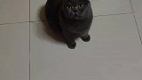 我也想停下来啊，胳膊不允许啊