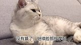 按摩中的猫咪被问到：办卡吗？只能戏精上身，各种撒娇耍无赖