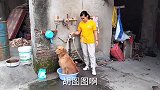 狗狗成精了，高温，一岁金毛每天到点自己跳进盆里泡澡