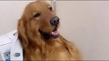 金毛大欢上厕所被主人催，它又是呲牙又是咬嘴唇的，结果笑喷了
