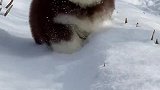 胖墩墩的毛毛虫最不喜欢下雪天，因为走着有点费劲#家有萌犬