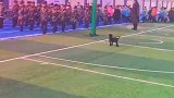 狗子：这正步走的不错，我也来检阅！