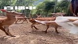 女子和小鹿打架，小鹿也会生气，还挺可爱的！