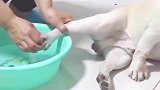 一只不愿意洗脚的法国斗牛犬