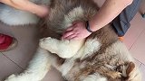 安安虽然长得很大 但其实很胆小 希望以后都能平平安安健健康康萌宠出道计划 阿拉斯加 vlog日常