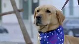 美女路上遇抢劫犯，神犬与警犬出动，两只狗抓住了小偷