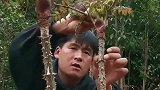 我们河南人的山区美味，香椿嫩芽很多人没吃过！