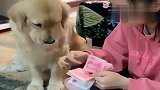 主人“数钱”，金毛负责给主人舔手指，网友：这样有病毒！