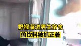 猴子偷溜进男生宿舍偷饮料被抓个正着