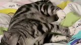 这猫开过摩的吧，这小腿蹬的有内味了