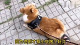 【七月与摩卡】经常吓唬七月的雪纳瑞，竟然是个怂包哈哈哈哈