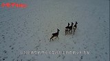 麋鹿第一次见到雪太开心了，把自己鹿角蹦掉了，站在原地一脸懵逼