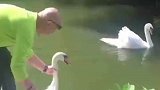 雌天鹅被放归后与老公重逢，贴贴又贴贴
