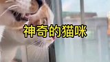 大过年的猫咪也不容易啊不开心笑一遍