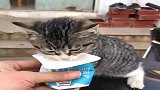 好可爱的小猫咪，喝东西的时候没弄到脸