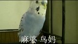 鹦鹉说话段子多了，主人吓的赶紧捂住鹦鹉的嘴