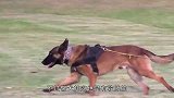 训练员带警犬打疫苗，现场一度失去了控制，“硬汉”形象破灭了