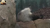 熊猫圆梦终于盼来了下班时间，卖萌也不走心了
