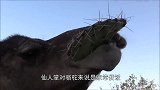 几周不喝水的骆驼，看到水直接喝了120公斤，场面壮观！