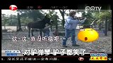 对驴弹琴  驴子都笑了