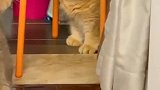 这两只猫天天打架，太过分了！