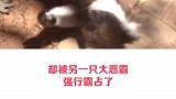 考拉恶霸强占领地，宝宝打不过委屈爆哭！