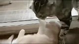 狸花猫：和你玩够了,别整天来烦我,你这只愚蠢的橘猫