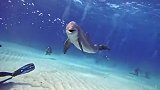 小海豚教你游泳是啥体验！水下摄影师在巴哈马水域偶遇一头小可爱