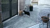 橘猫打架得先谈判，出手太快，没等看明白呢都打完了