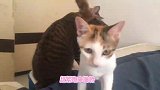 4个月母猫用这一招，让大公猫爱上了她，女主人看见笑坏了