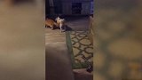 家庭可爱猫咪锦集，看这蠢萌的小样子，真是太逗了吧！
