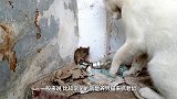 狗子盯着开关看了20分钟，主人好奇也看看，下一秒憋住别笑
