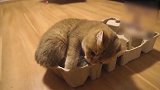 在纸盒上的猫咪，还不让主人摸，真是太傲娇了！