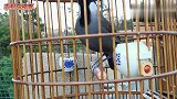 【鸟视界】珊瑚鸟叫口太好，听不够哦！