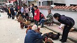 石泉城里的早市：农民卖自家土鸡成一景，公鸡立街头昂首鸣叫