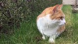 草地上的小猫咪，看着这可爱的小样子，真是太萌了吧！