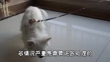 狗去泪痕小妙招