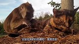 猴子在猫咪身上找盐粒，翻了半天也没有，急死了：没有我吃啥