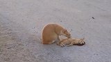 小奶猫躺在地上都没呼吸了，猫妈妈还不停的舔小奶猫久久不肯离去