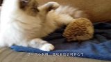 小刺猬被主人拿出窝，刺猬妈妈急忙用嘴去叼！这下扎嘴了