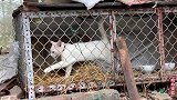收养野猫被关数日，今日决定放出，它是走是留一看便知
