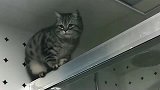 狸花猫：给你一袋小鱼干，把我抱下去，赶紧的！